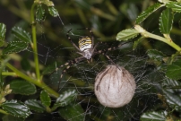 L'Argiope frelon ou Argiope fascie. Une femelle surveillant son cocon (Araneae - Araneidae - Argiope bruennichi)